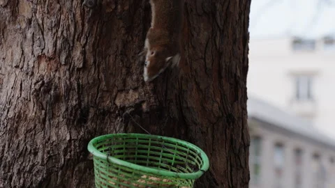 Cinematic Shot of a Small Brown Squirrel Climbing Headfirst Down a Textured Tree Stock Footage 335202789