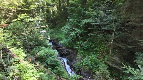 Cinematic shot of a small mountain stream flowing through rocks and ferns 動画素材 344889949