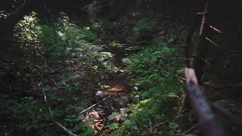 A cinematic shot of a small stream Stock Footage 318139955