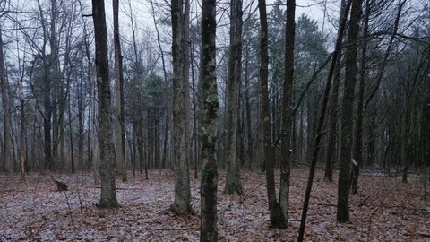 Cinematic Shot of Snow Starting to Fall in a Forest Stock Footage 104786090