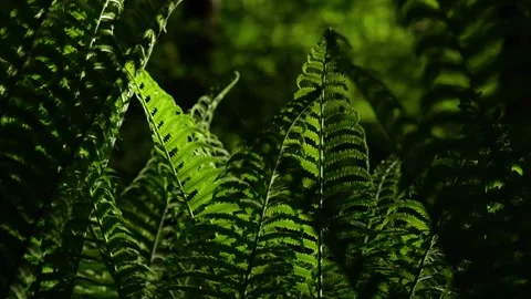 Cinematic Shot of Sunlight Filtering Through Fern Leaves in Forest Stock Footage 307932776