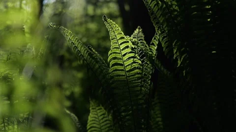 Cinematic Shot of Sunlight Filtering Through Fern Leaves in Forest Video stock 307938057
