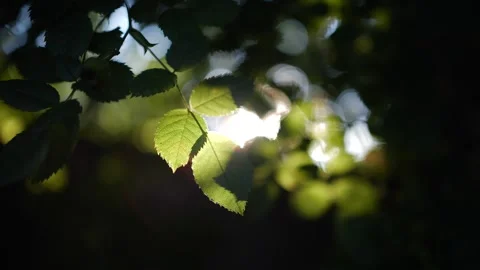 Cinematic Shot of Sunlight Shining Through Green Leaves in Forest Stock Footage 306581382