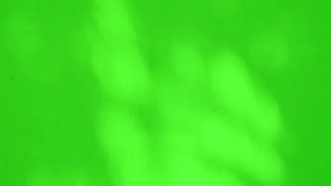 Cinematic shot of tree branch shadows swaying gracefully on a vibrant green wall Stock Footage 347200224
