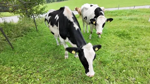 Cinematic Shot of Two Holstein Cows Grazing on a Mountain Meadow Видео 346167026