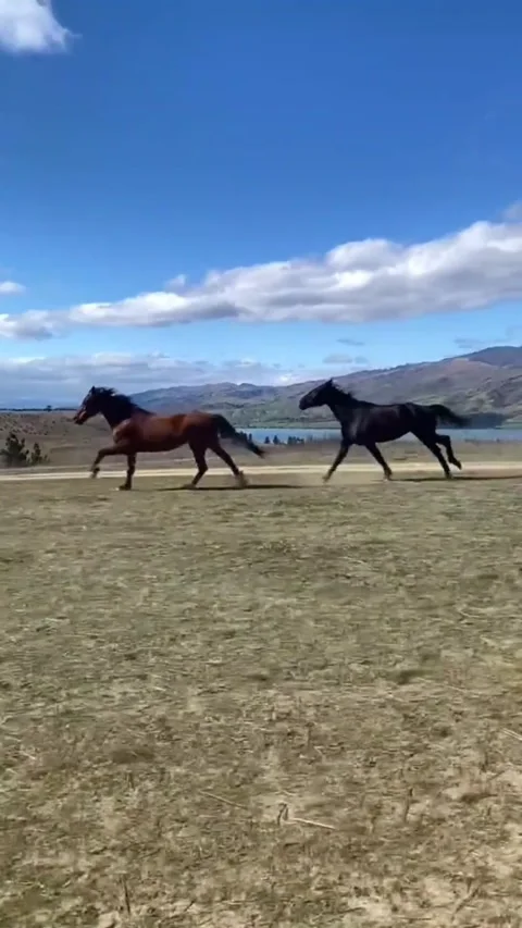 Cinematic Shot of Two Horses Galloping in Open Field with Mountain Landscape Vídeos de archivo 332366121