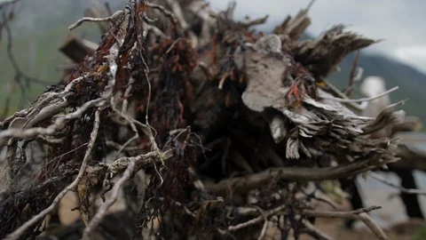 Cinematic shot of washed up tree roots and sea weed on the highlands Stock Footage 104069644