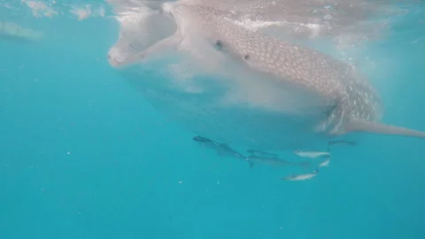 Cinematic shot of a whale shark eating i... | Stock Video | Pond5