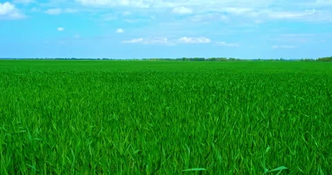 Cinematic shot of a wheat field on a spring morning against a blue sky. White Stock Footage 140101845