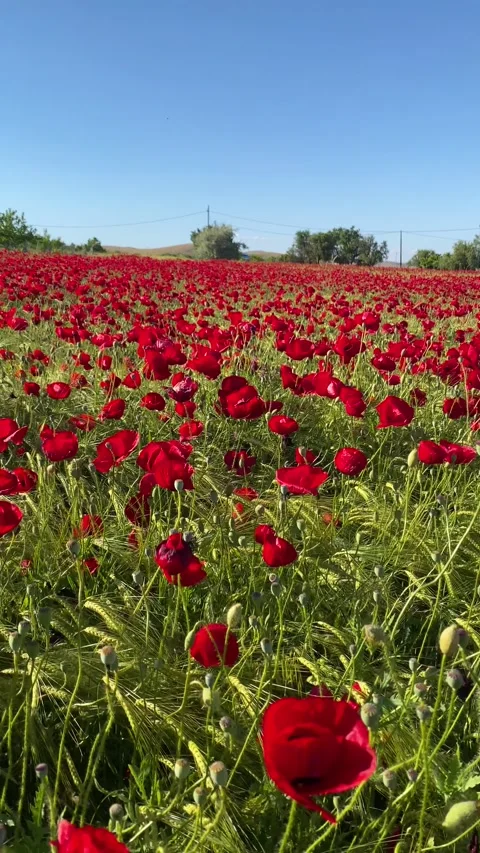 Cinematic Side to Side Movement Through a Vibrant Red Poppy Field Stock-Footage 342709002
