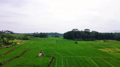 Cinematic Side Slide Drone Shot Over Green Rice Fields and Tropical Countryside Stock Footage 325292007