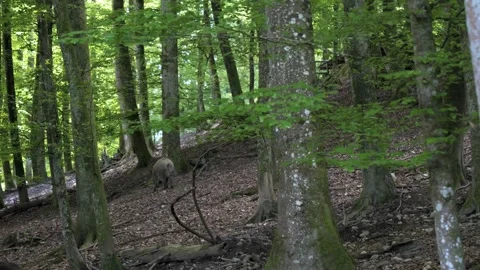 Cinematic Side Tracking of Wild Boar Behind Tree – 4K 動画素材 321182607