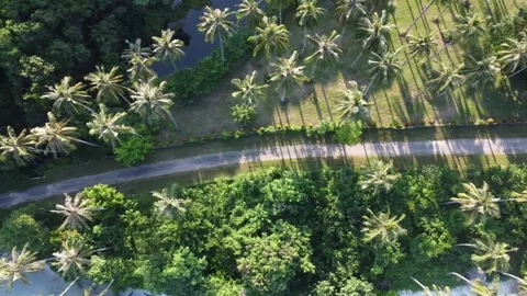 Cinematic Sideward Drone Movement Over Palm Trees and Road Indonesia Stockbeeldmateriaal 331845758