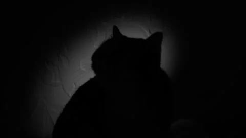 Cinematic Silhouette of a cat in the rays of light. Black and white Video stock 260644428