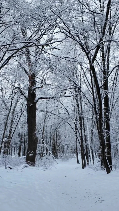 Cinematic Slow Dolly Push Through Snowy Winter Forest Stock-Footage 329173704
