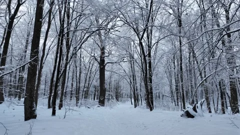 Cinematic Slow Dolly Push Through Snowy Winter Forest Stock Footage 330049323