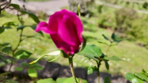 Cinematic slow macro shot of a delicate pink rose blossom Stock Footage 336798194