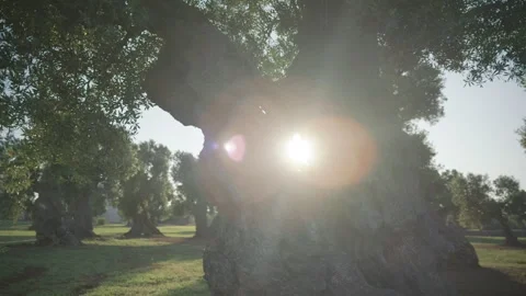 Cinematic slow motion of an ancient olive tree in a Mediterranean courtyard 動画素材 332812790