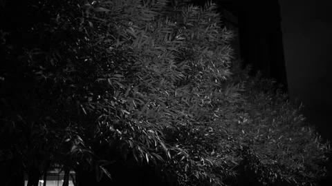 Cinematic slow motion black and white  foliage swaying in wind dark background 库存影片 342451191