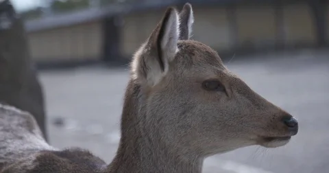 Cinematic Slow Motion Close-up of Deer Video stock 73153815