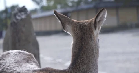 Cinematic Slow Motion Close-up of Deer Video stock 73154392