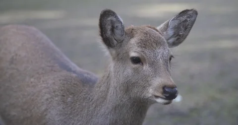 Cinematic Slow Motion Close-up of Deer Video stock 73237293
