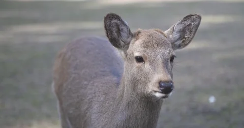 Cinematic Slow Motion Close-up of Deer Video stock 73240708