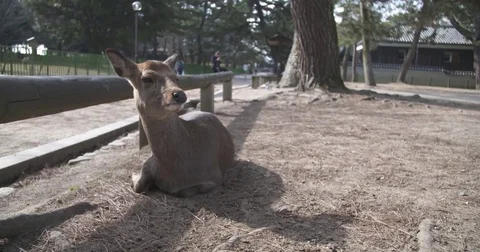 Cinematic Slow Motion Close-up of Deer Stock Footage 73242478