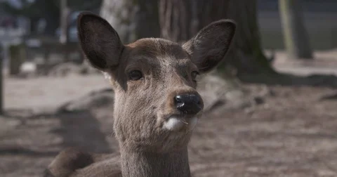 Cinematic Slow Motion Close-up of Deer Video stock 73242559