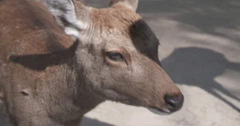 Cinematic Slow Motion Close-up of Deer Video stock 73242702