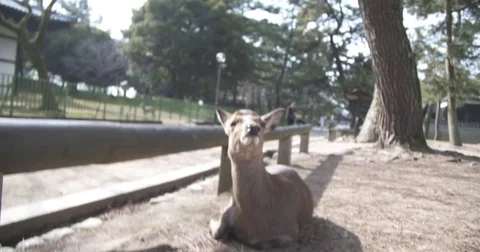 Cinematic Slow Motion Close-up of Deer Video stock 73244224