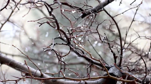 Cinematic Slow Motion Close-Up of Falling Snow in Winter Forest Landscape Stock Footage 159732343