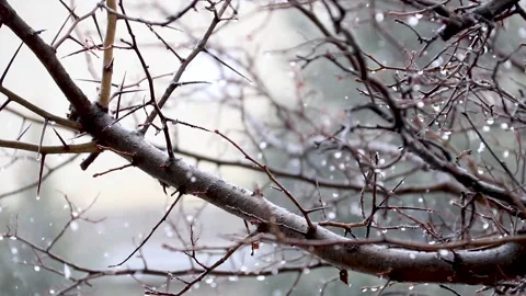 Cinematic Slow Motion Close-Up of Falling Snow in a Forest Winter Landscape Stock Footage 159732345