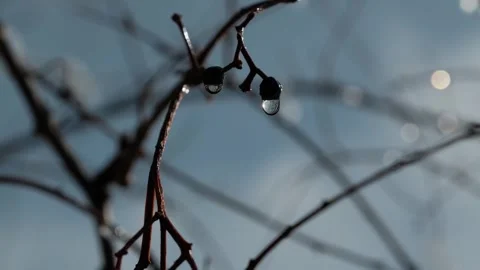 Cinematic Slow Motion Close-Up of Glimmering Water Droplets on Juniper Berries Stock Footage 327441982