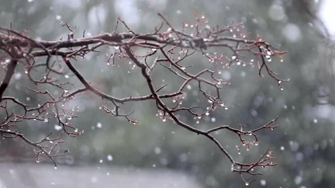 Cinematic Slow Motion Close-Up of Snowfall in a Quiet Forest Winter Scene Stock Footage 159732338