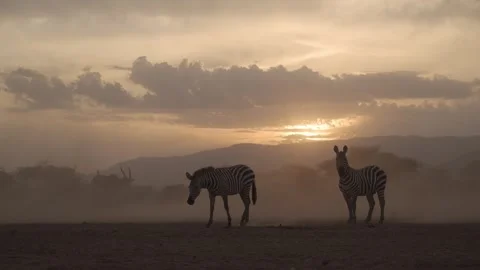 Cinematic Slow Motion Dusty Scene with Zebra at Sunset in Dry Season Dust in Stock Footage 341713357