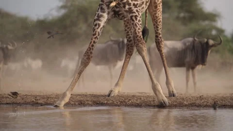 Cinematic Slow Motion Giraffe Drinking Water with Oxpecker Birds Flying in Stock Footage 336851001