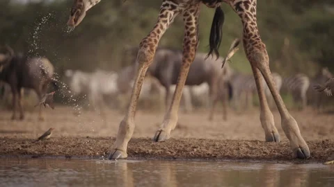 Cinematic Slow Motion Giraffe Drinking Water with Oxpecker Birds Flying in Stock Footage 339763832