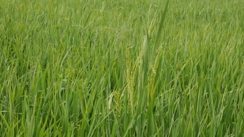 Cinematic slow motion of green paddy crop in the wind. Stock Footage 336305357