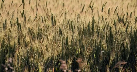 A cinematic slow-motion journey through Montana’s golden wheat fields Stock Footage 340142788