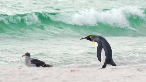 Cinematic Slow Motion King Penguin on Beach Shakes Water Stock Footage 277915040