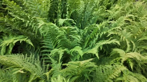 Cinematic slow motion macro footage of fresh fern leaves and fronds Stock Footage 344893620