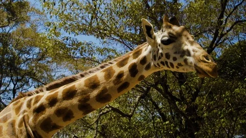 Cinematic slow motion mid-shot of Giraffe in Africa Stock Footage 104624749
