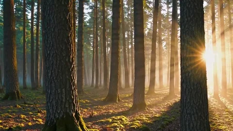Cinematic Slow-Motion Misty Forest Sunrise with Golden Light and Moving Camera Stock Footage 302184355