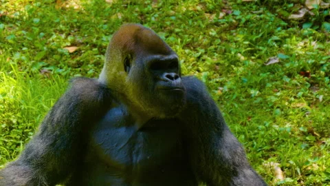 Cinematic Slow Motion Portrait of Powerful Male Gorilla Sitting in Green Grass Vídeo Stock 344067799