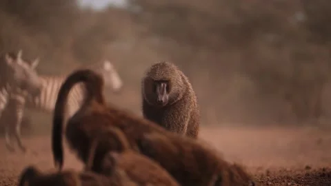Cinematic Slow Motion Powerful Alpha Male Baboon, Safari Animals in Kenya Vídeos de archivo 344915554