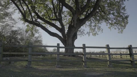 Cinematic slow motion push-in of tree at sunset in peaceful open park Stock Footage 328254685
