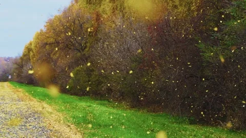 Cinematic slow-motion shot of falling maple leaves against roadside forest Stock Footage 342734207