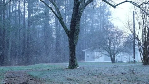 Cinematic slow motion snow falling in quiet forest landscape Video stock 325070797