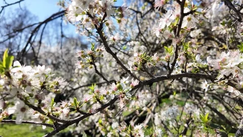 Cinematic Slow Motion Of Spring Trees Blossoming In Roman Park Stockbeeldmateriaal 332274934